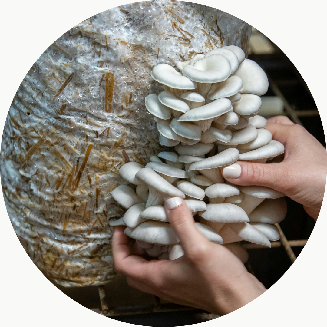 Untitled design (10) oyster mushrooms growing stages should be like this