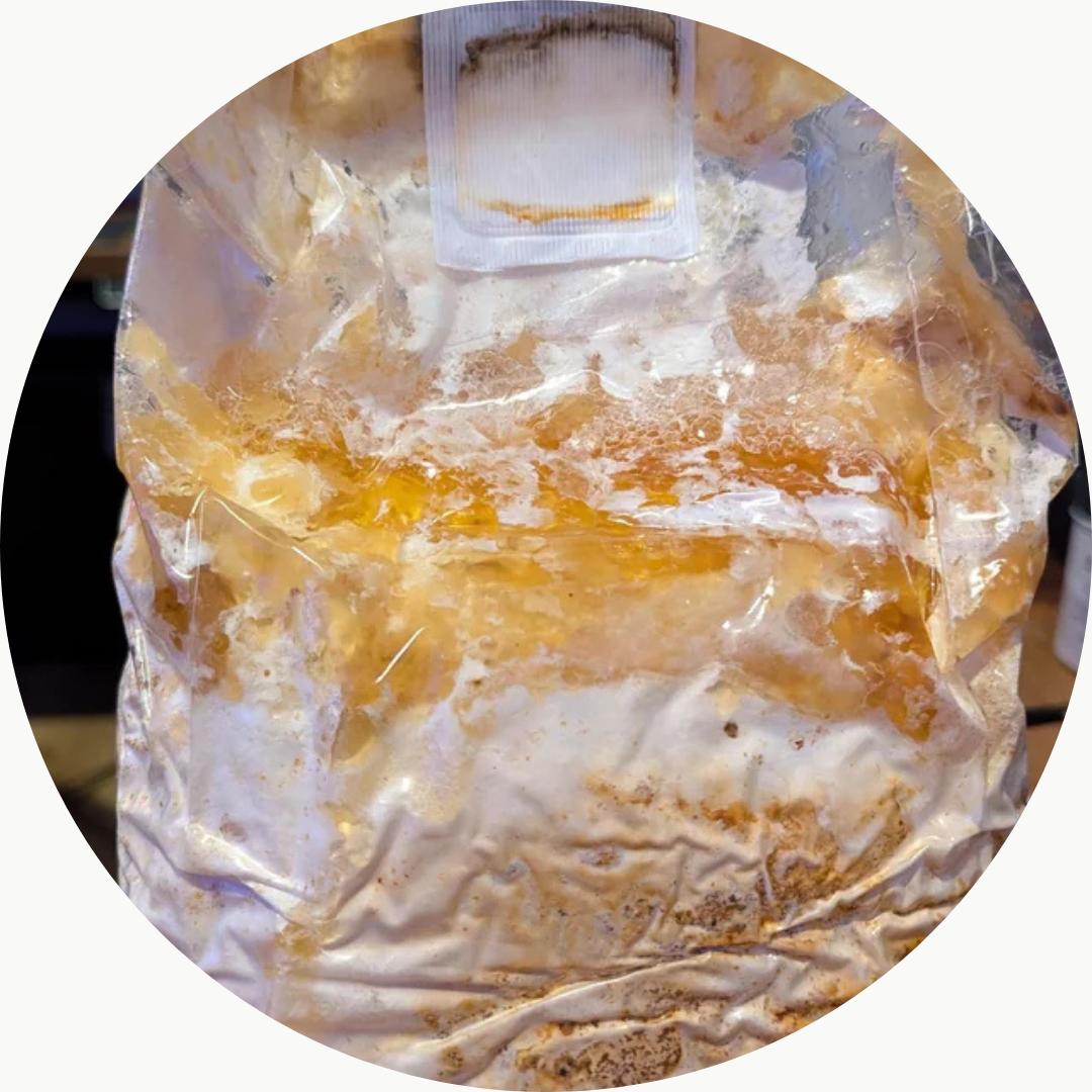 Untitled design (11) oyster mushrooms seed contimanation