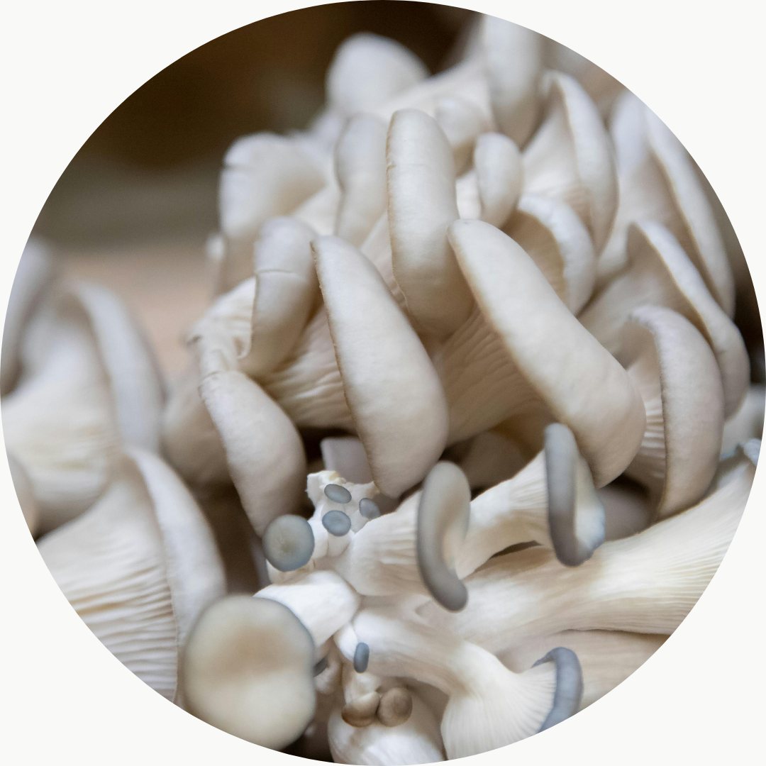 Untitled design (9) oyster mushrooms look into like this