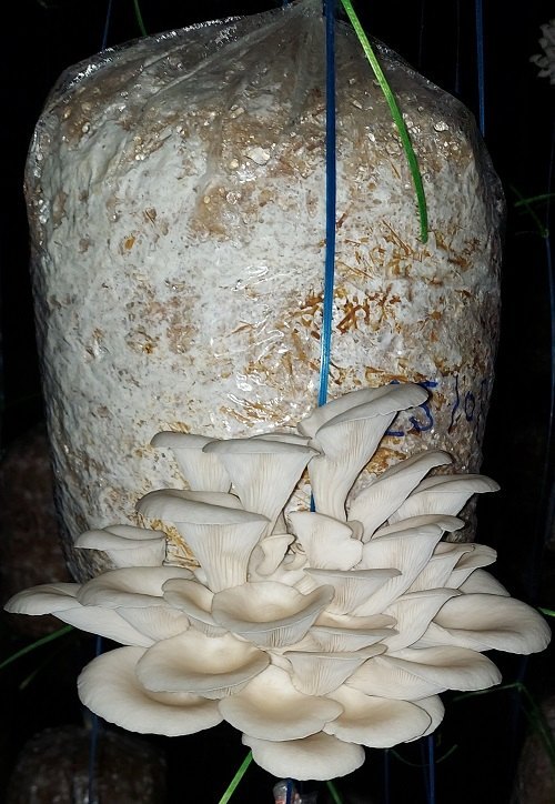 fesh-oyster-mushrooms oyster mushrooms while incubation period look like it