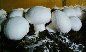 images (2) milky mushrooms ince