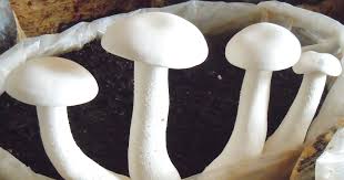 milky mushroom benefits its several benefits