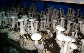 images (4) milky mushroom while Fruiting Stage should be like