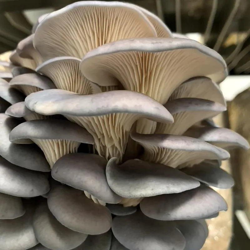 oysters1 oyster mushrooms while Fruiting Stage look into like