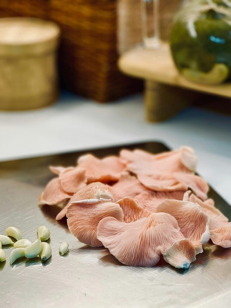 pink oyster mushroom benefits one good benefits in oyster mushrooms