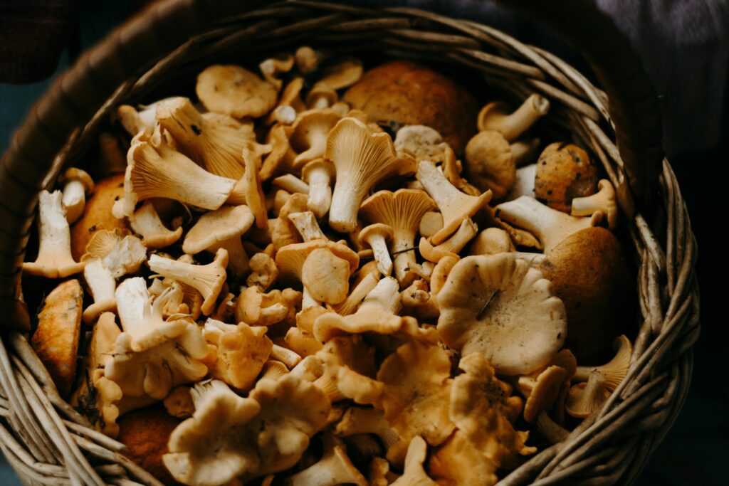 Benefit of Mushroom to the Body is more and more just explore it