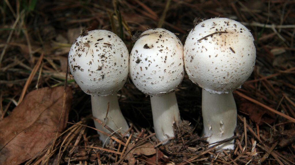 Milky mushroom is one of best health mushroom to eat and we have to must add in the foods