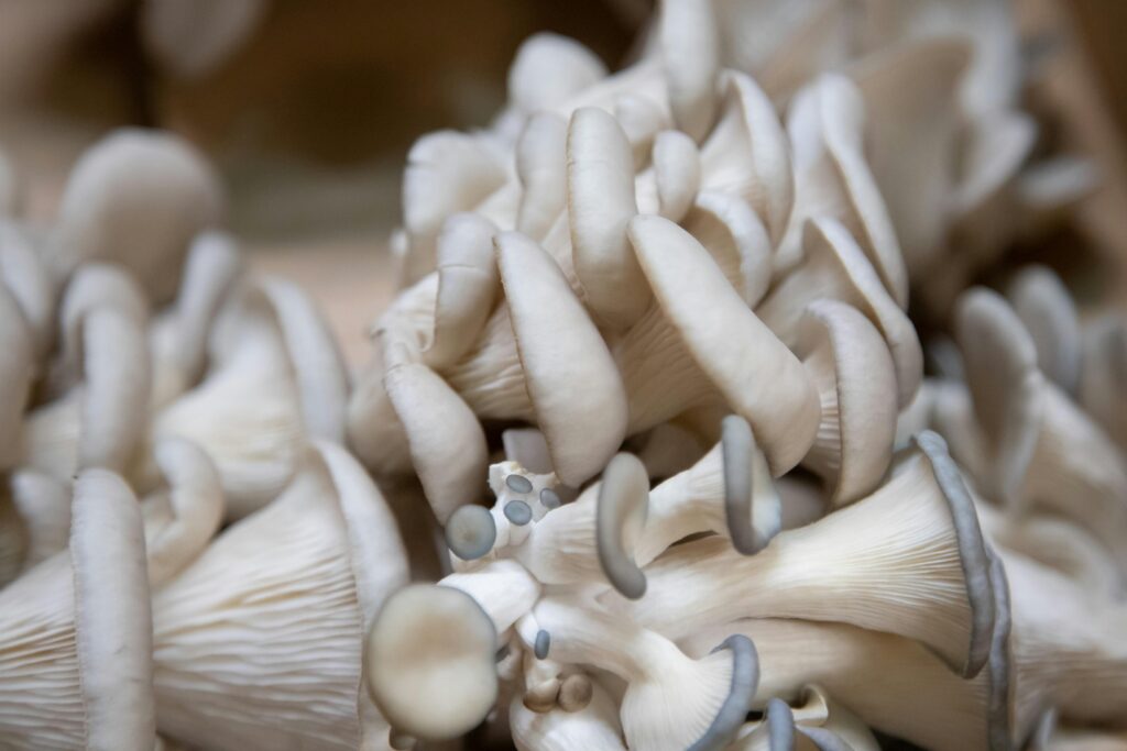 oyster mushroom is Best Mushrooms to Eat for Health and its superfood to health we must add it in food