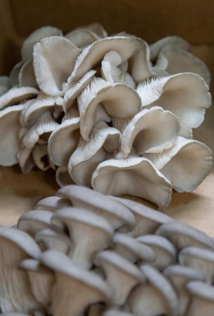 fresh wield mushrooms are look into like this