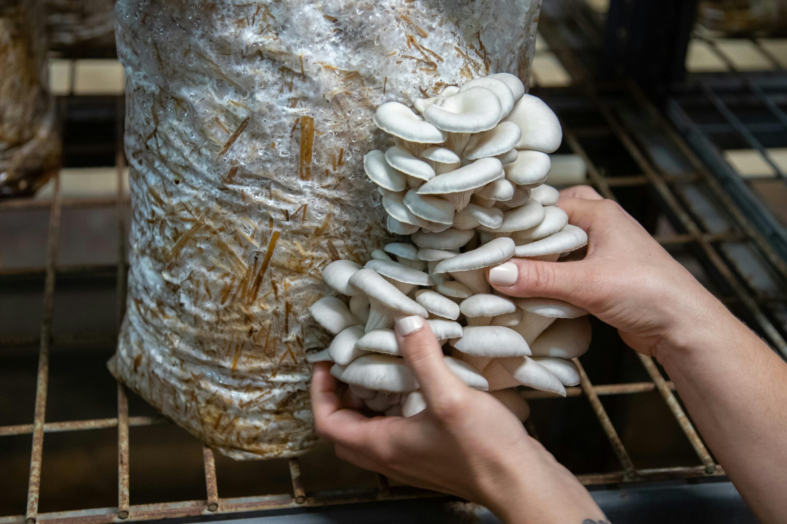 pexels-nc-farm-bureau-mark-2478421 harvest of oyster mushrooms