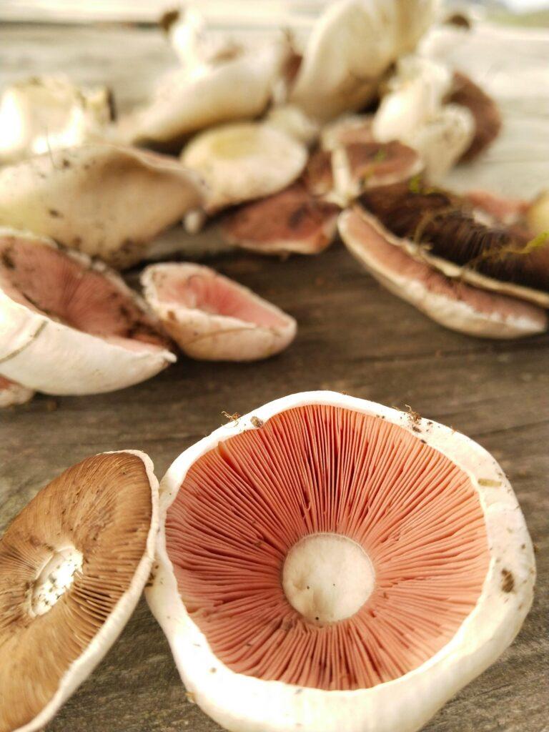 Button Mushroom Keells: Fresh & Nutritious Choice for Your Health