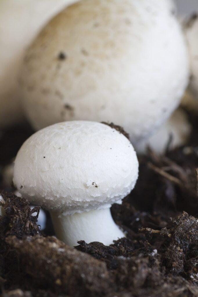 Milky Mushroom farm : A Step-by-Step Guide